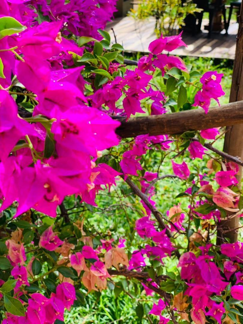 Jungle Breeze Home Stay Kasane Luaran gambar